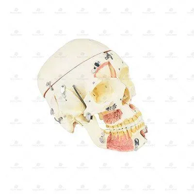 Peças De Anatomia Em Resina